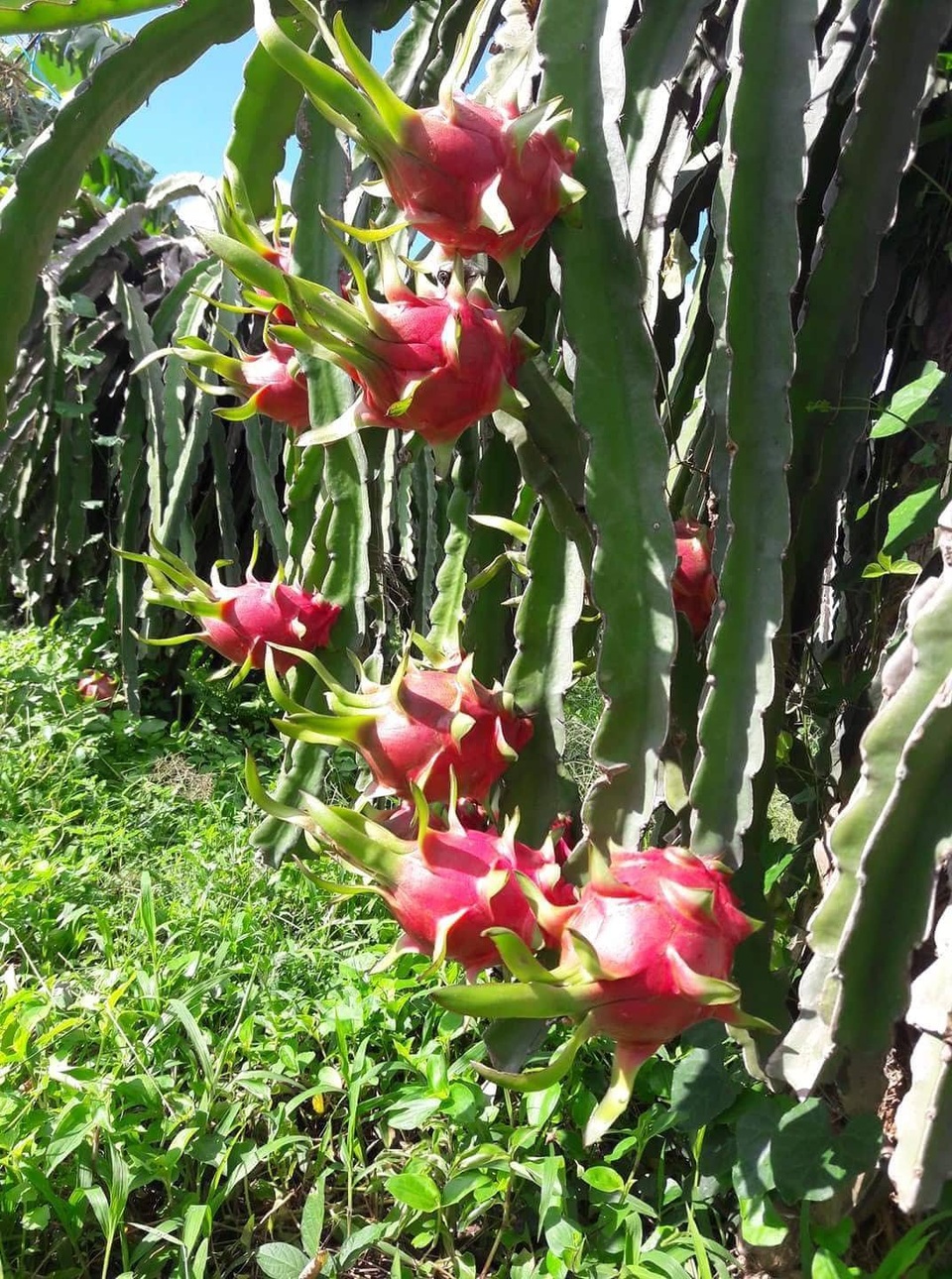 Nhiều vườn thanh long chín rộ mà không có người mua