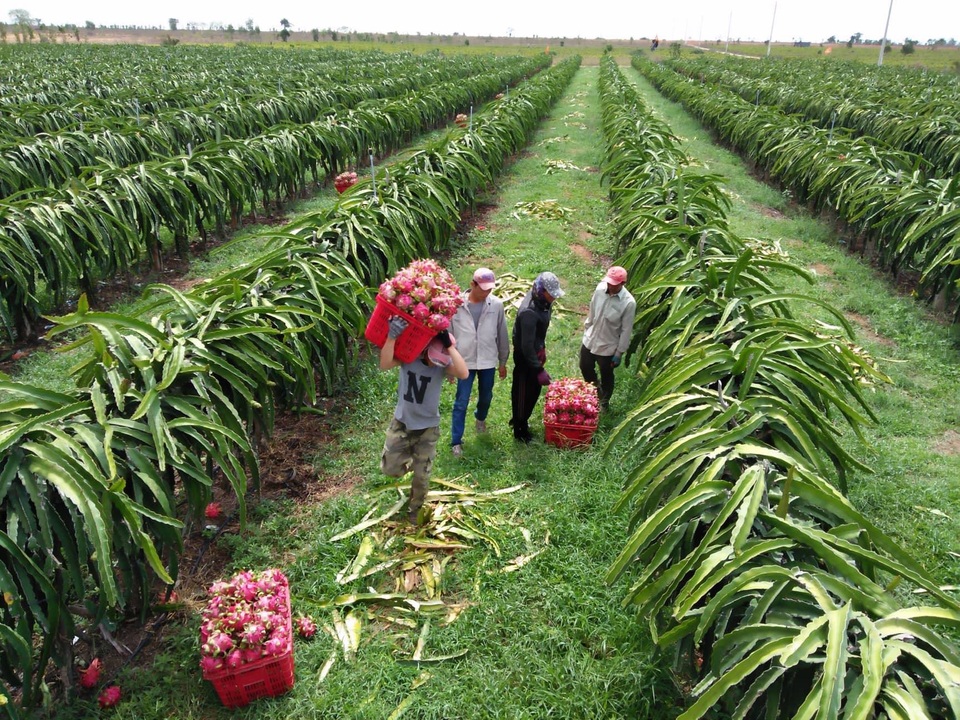 
Tại Hàm Thuận Nam, nhiều&nbsp;nhà vườn đã chuẩn bị sẵn mọi thứ để thu hoạch thanh long nhưng đành để đó vì thương lái không ghé lấy hàng

