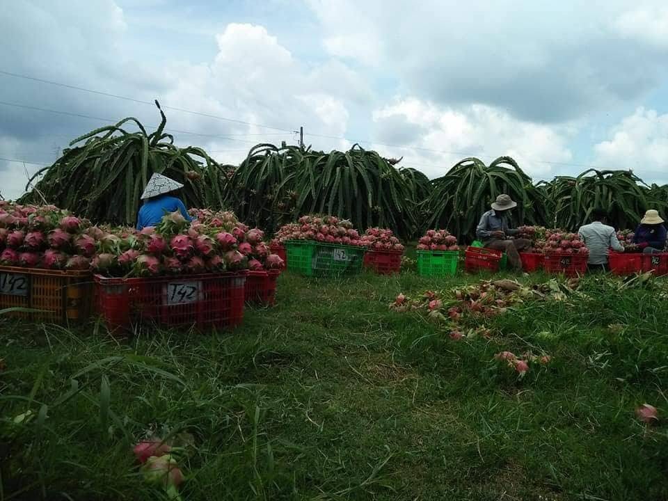 
Thời tiết thuận lợi, thanh long được mùa thì đúng dịp dội hàng, người nông dân điêu đứng
