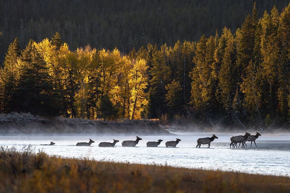 Cảnh tượng ngoạn mục của thiên nhiên hoang dã ghi cảnh đàn nai đang băng qua dòng sông khi rừng cây đang chuyển màu lá. Du khách có thể ngắm nhìn khoảnh khắc ấn tượng này khi dạo chơi ở công viên Grand Teton, bang Wyoming, Mỹ.