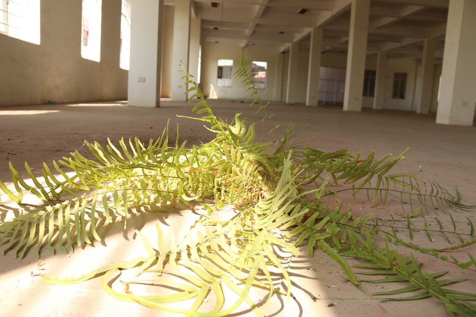 
Phần nền tầng hai rộng cả nghìn mét vuông bị bỏ không, thậm chí có chỗ mọc cây dại.
