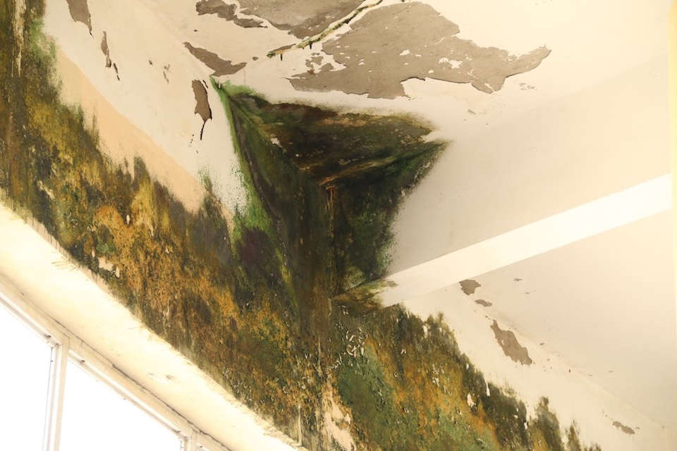 
Rêu xanh mọc xung quanh phần mái nhà 3 tầng nhưng lại nằm bên trong chứ không phải nằm bên ngoài khu nhà. Nhiều vết nứt trên trần nhà cũng xuất hiện, vữa bong tróc rơi tình mảng lớn.
