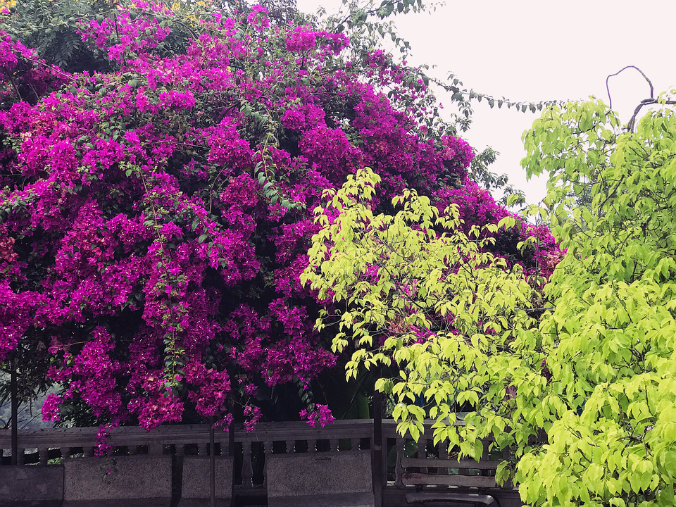 Ba ngôi chùa nổi tiếng ở Chiang Mai - Chiang Rai - 4
Ngôi chùa bình yên vào sáng sớm với tiếng chim hót líu lo và hoa lá quanh năm xanh tốt. Bạn có thể thả bộ ngắm cảnh quanh Chùa hoặc đi bằng thang máy