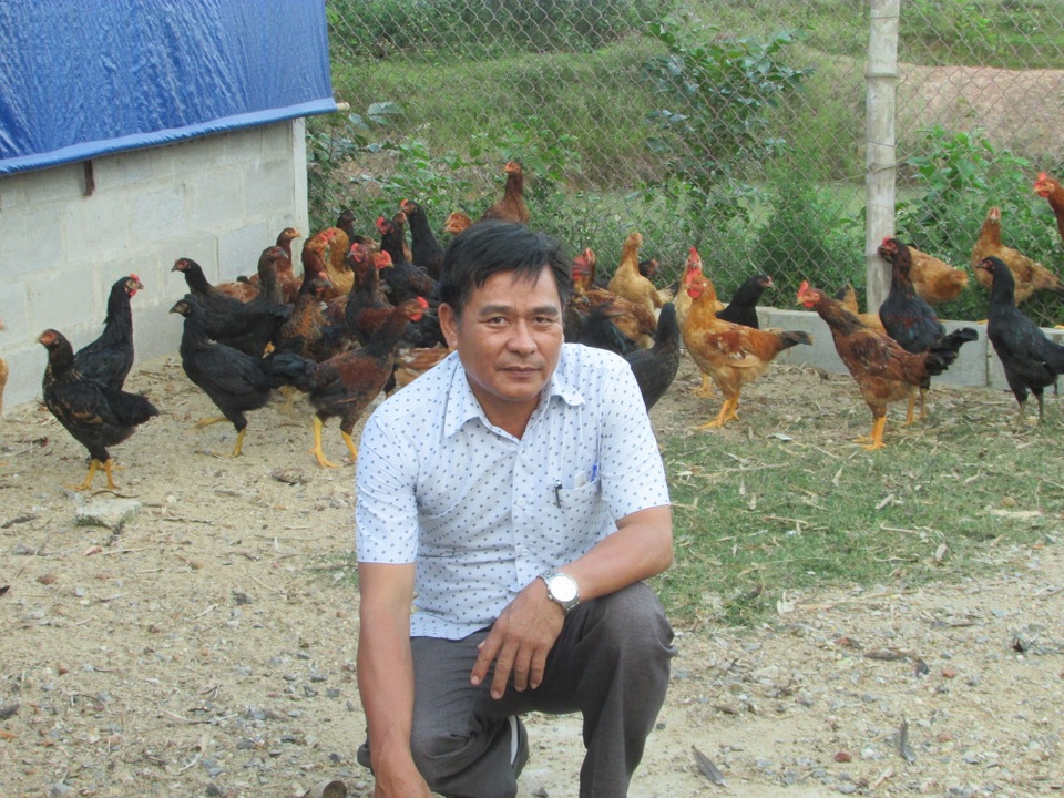 Nuôi gà lai thả vườn, “đút túi” 100 triệu đồng/năm - 2 Với mô hình nuôi gà lai thả vườn, trừ các khoản chi phí, ông Mười thu về 100 triệu đồng/năm