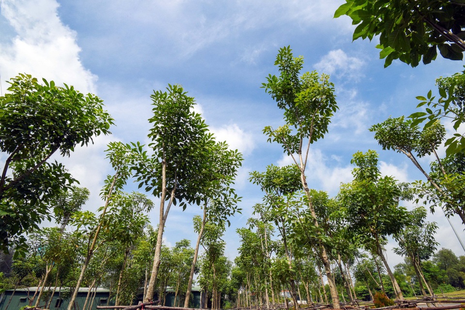 Vườn ươm gồm 400 cây Singapore Sakura tại đô thị Phú Mỹ Hưng đang trong công đoạn được chuyển ra trồng trong công viên Sakura Park.