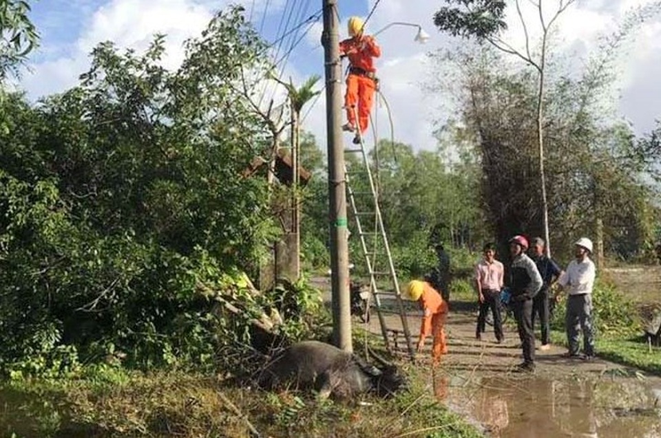 Ăn cỏ gần cột điện, một con trâu bị điện giật chết - 1
Hiện trường xảy ra vụ trâu bị điện giật chết