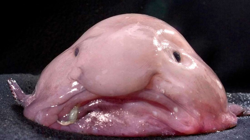 3. Môi Trường Sống Của Blobfish