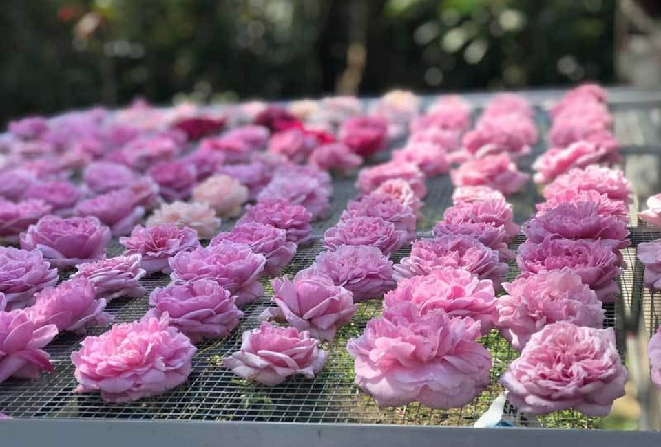 Trà hoa hồng nguyên bông 10 triệu đồng/kg, ông chủ cũng không dám uống nhiều - 3
Mất đúng một năm trời thử nghiệm các phương pháp chị Tuyết mới tìm ra nhiệt độ sấy trà hoa hồng chuẩn nhất