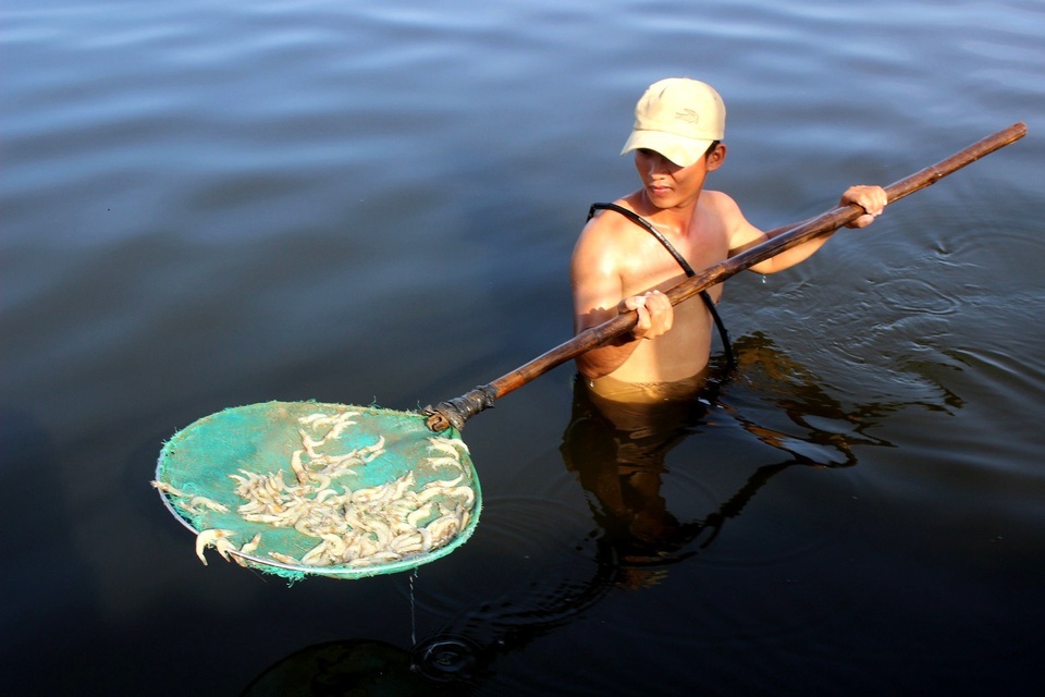 Hơn 10 vạn con tôm nuôi chết trắng hồ, nghi do bị đầu độc - 2
Người dân phụ giúp gia đình ông Thêm vớt tôm chết dưới hồ