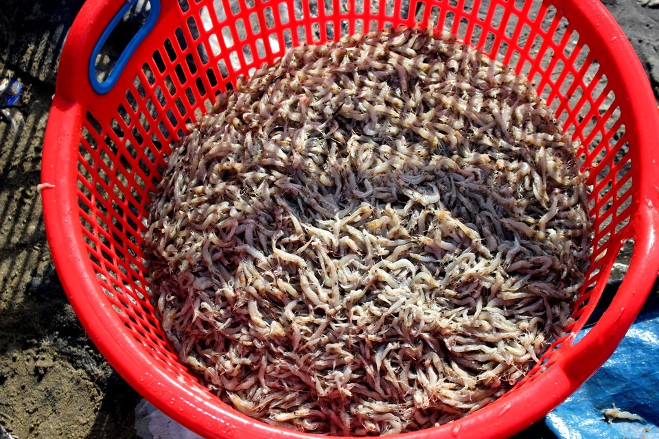 Hơn 10 vạn con tôm nuôi chết trắng hồ, nghi do bị đầu độc - 3 Hơn 10 vạn con tôm nuôi của ông Đỗ Minh Thêm chết trắng chỉ sau một đêm, thiệt hại hơn 500 triệu đồng