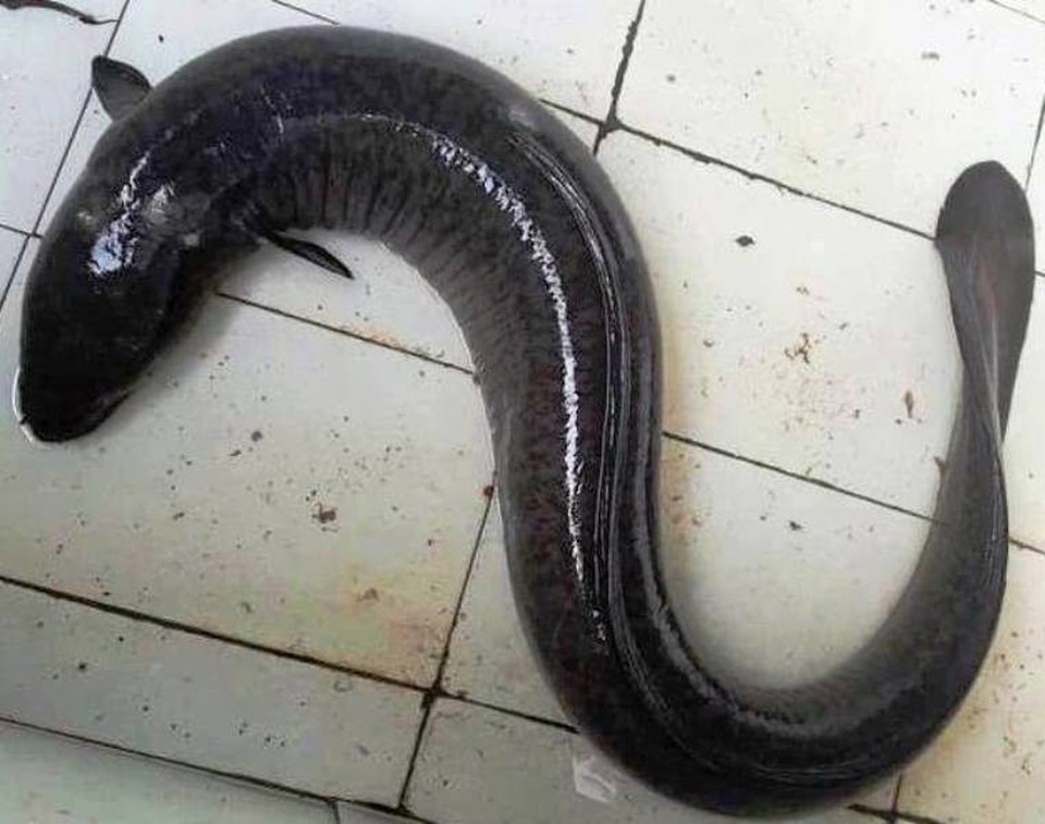 Bắt được cá chình “khủng” nặng 17kg sau nhiều ngày theo dõi - 1 Con cá chình khủng được bán với giá hơn 10 triệu đồng.