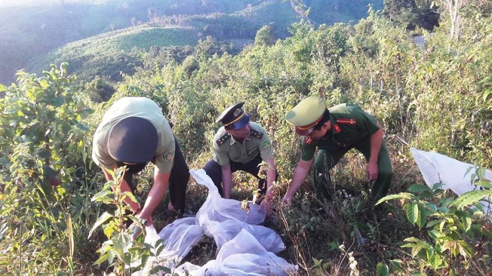 Thả hàng trăm cá thể rắn về môi trường tự nhiên - 1 Lực lượng chức năng thả rắn về lại tự nhiên.