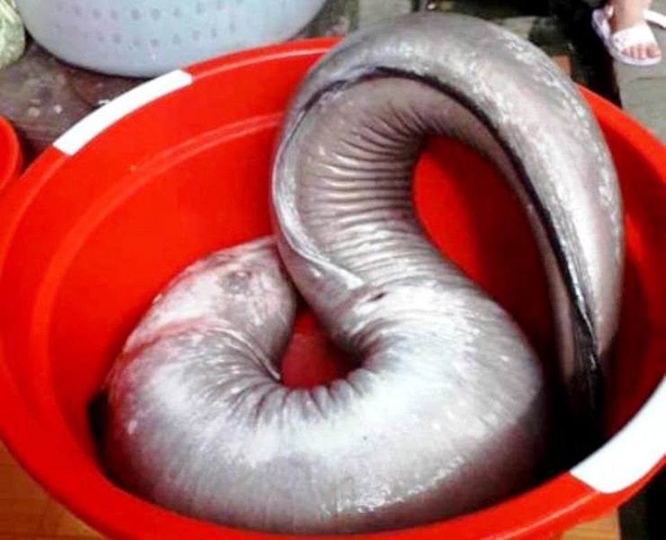 Bắt được cá chình “khủng” nặng 17kg sau nhiều ngày theo dõi - 2 Con cá chình dài gần 1,5m, nặng 17kg.