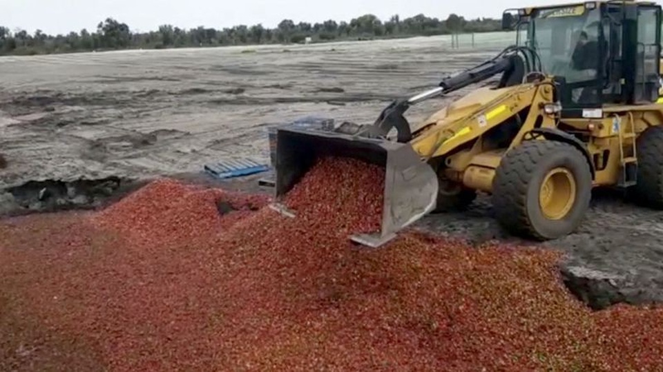 Nghi phạm gốc Việt hầu tòa vì cáo buộc nhét kim nhọn vào dâu tây ở Australia - 2 Nông dân trồng dâu Australia khốn đốn vì các nhà bán lẻ và siêu thị ngừng nhập khẩu mặt hàng do lo ngại lý do an toàn (Ảnh: 9 News)