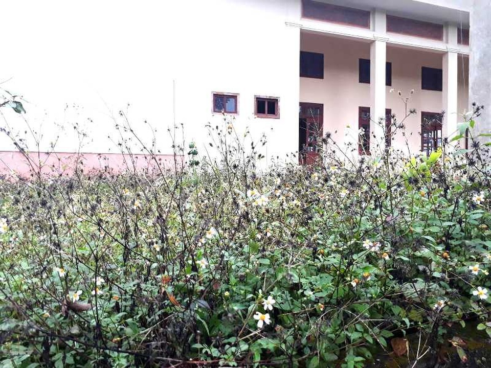 Cảnh hoang tàn nơi Làng thanh niên lập nghiệp - 5 Cỏ dại mọc um tùm khắp nơi.