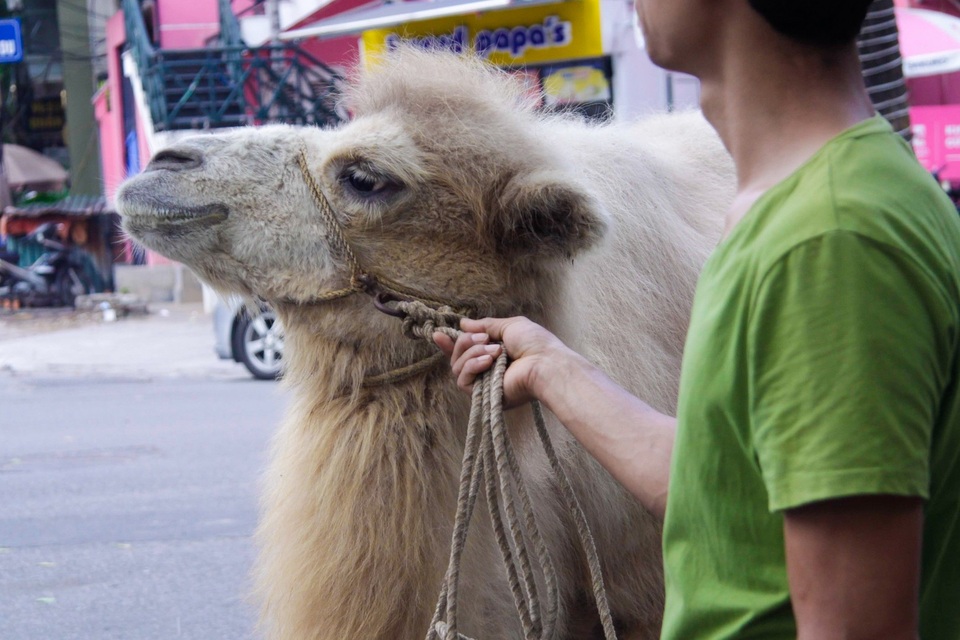 
Những chú lạc đà đang bắt đầu làm quen với thời tiết, môi trường sống ở Hà Nội.
