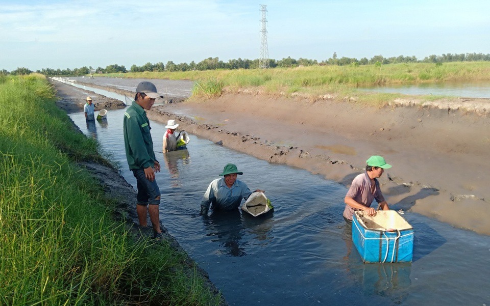 Mãn nhãn chuyện nông dân quậy bùn... bắt tôm càng xanh! - 2 Phía sau chiếc máy sụt bùn là những người bắt tôm; mỗi người có đeo bao tay và một chiếc túi để đựng tôm