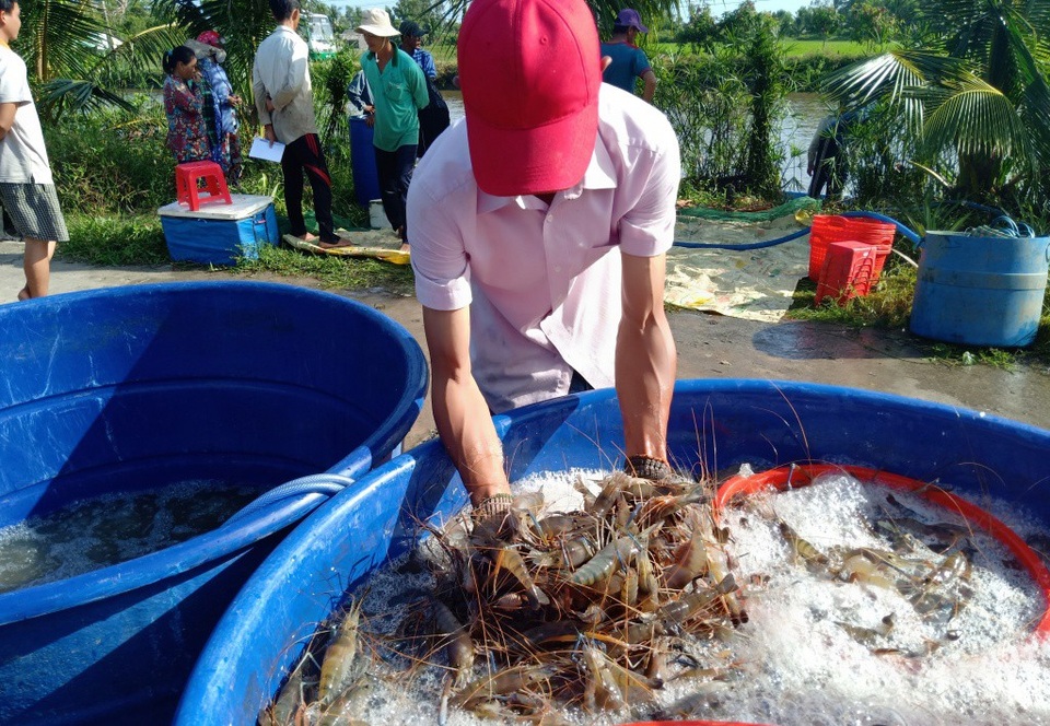 Mãn nhãn chuyện nông dân quậy bùn... bắt tôm càng xanh! - 7 Hiện nay, thương lái mua tôm càng xanh từ 110.000 - 140.000đồng/kg