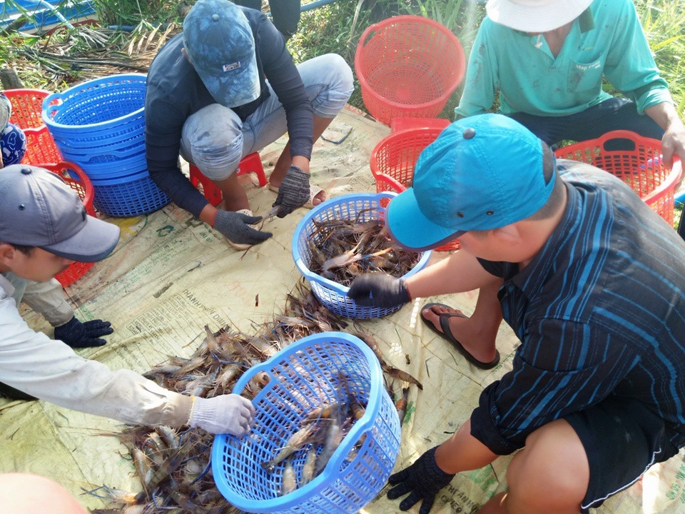 Mãn nhãn chuyện nông dân quậy bùn... bắt tôm càng xanh! - 8 Trước khi cân, các tay thợ của thương lái tiếp tục lựa tôm một lần nữa để loại ra tôm không đạt