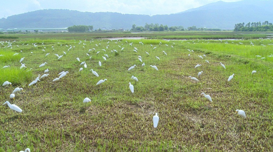 Thanh Hóa: Sự thật tàn nhẫn sau cánh đồng cò giả bẫy cò thật của thợ săn - 1
Nhìn từ xa, nhiều người sẽ lầm tưởng 1 đàn cò trắng đang đậu dưới cánh đồng này... Tuy nhiên, đây chỉ là một đàn cỏ giả trên cánh đồng giữa hai xã Trường Lâm và Xuân Lâm (huyện Tĩnh Gia, Thanh Hóa).