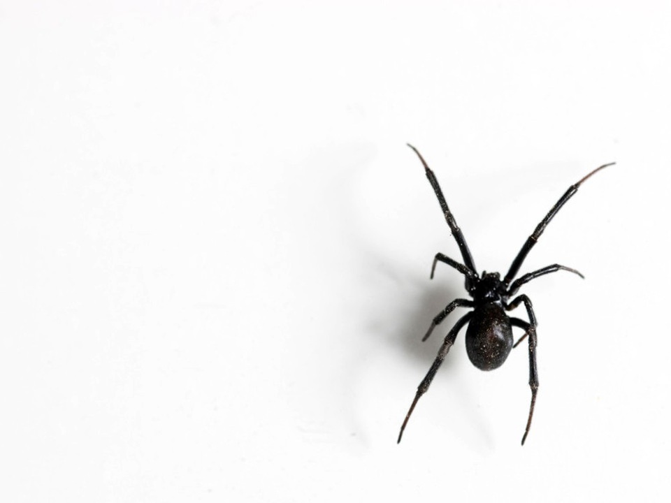 Điểm danh những loài nhện độc nhất thế giới có khả năng gây chết người - 3