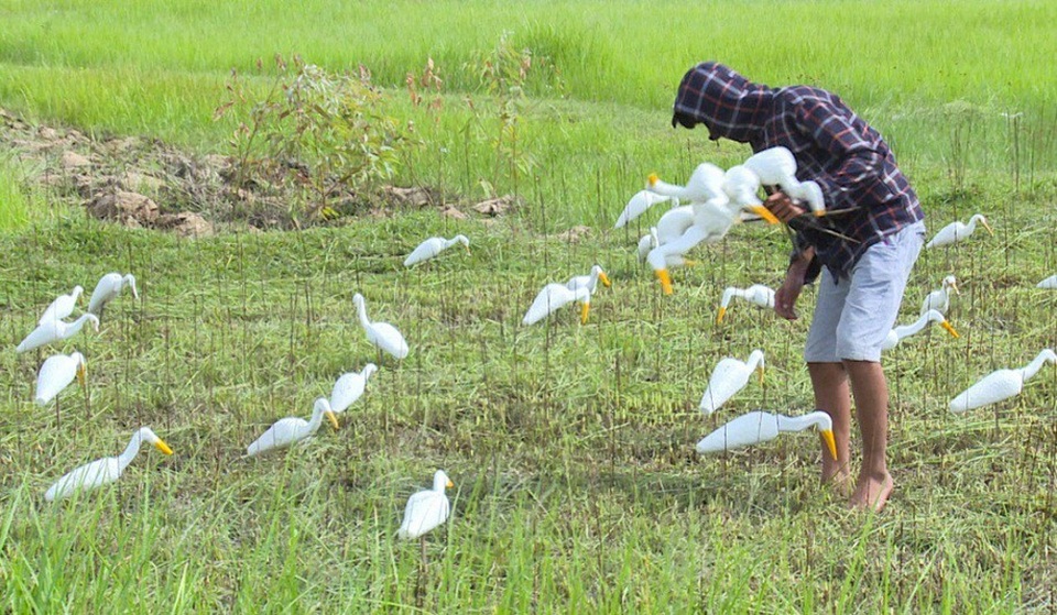 Thanh Hóa: Sự thật tàn nhẫn sau cánh đồng cò giả bẫy cò thật của thợ săn - 4
“Chủ yếu để bắt cò trắng và vạc. Đây là chiêu thức mồi nhử để những con chim trời bay về và chúng sẽ dính bẫy vào những cọc tre đã được bôi keo từ trước”, một thợ bẫy chim cho biết.