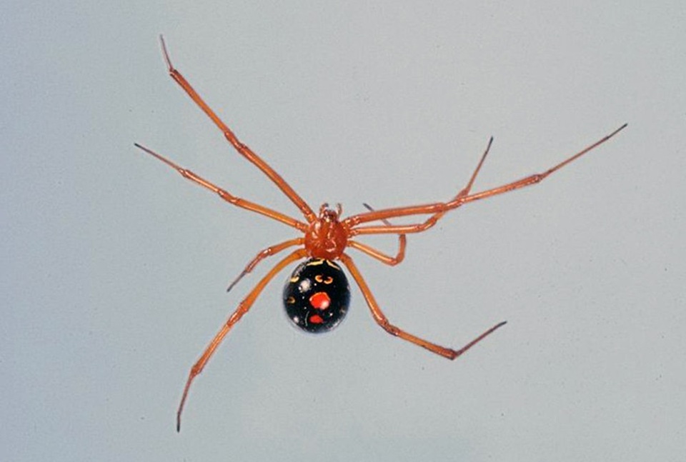 Điểm danh những loài nhện độc nhất thế giới có khả năng gây chết người - 4