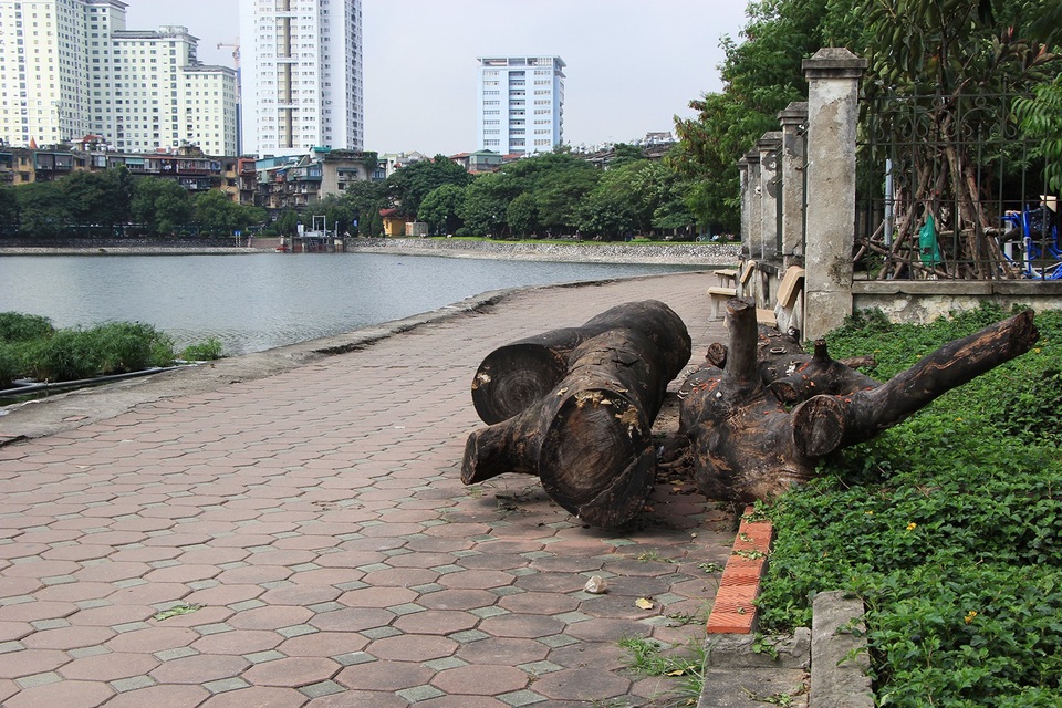 Công viên lọt top "đẹp nhất Hà Nội" ngập ngụa rác thải - 4
Tuy nhiên thời gian gần đây, công viên Indira Gandhi đang có những biểu hiện xuống cấp. Lối đi trong công viên, gạch vỡ vụn, nằm ngổn ngang, nhiều thân gỗ lớn nằm chềnh ềnh ngay trên lối đi bộ ven hồ.