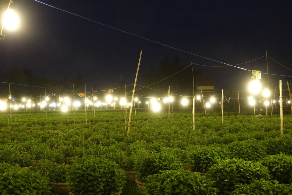 Quảng Ngãi: Chong đèn "đánh thức" hoa cúc chuẩn bị đón Tết Nguyên Đán - 1 Thủ phủ hoa cúc khu vực miền Trung rực sáng ánh đèn điện vào ban đêm.