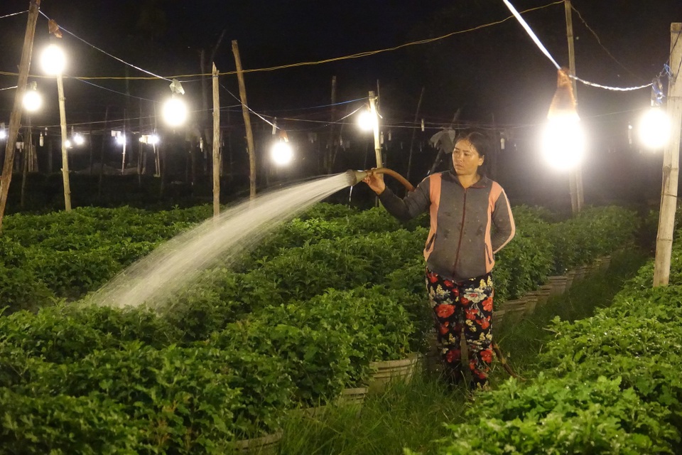 Quảng Ngãi: Chong đèn "đánh thức" hoa cúc chuẩn bị đón Tết Nguyên Đán - 2 Ánh đèn điện kích thích hoa cúc phát triển vào ban đêm, giúp cây hoa phát triển đúng ý định của người nông dân.