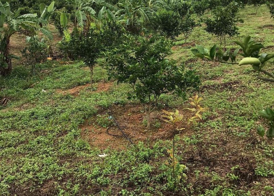 Làng thanh niên lập nghiệp hoang tàn: Không công khai thông tin dự án - 4 Mô hình chỉ còn lác đác vài cây ổi nhưng phát triển kém.
