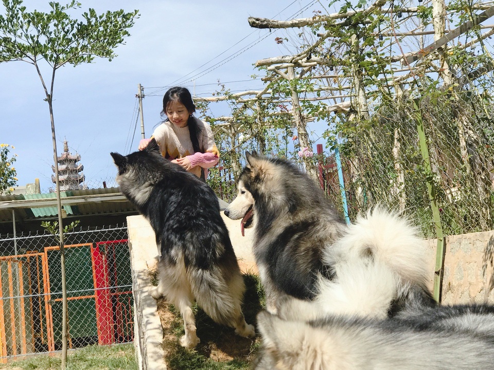 Thăm "trại cún soái ca" tiền tỷ tại Đà Lạt cùng mẹ con Hoa hậu Du lịch Ngọc Diễm - 5 Nữ MC xinh đẹp đưa con gái đến tham quan trại cún cưng soái ca khá nổi tiếng.
