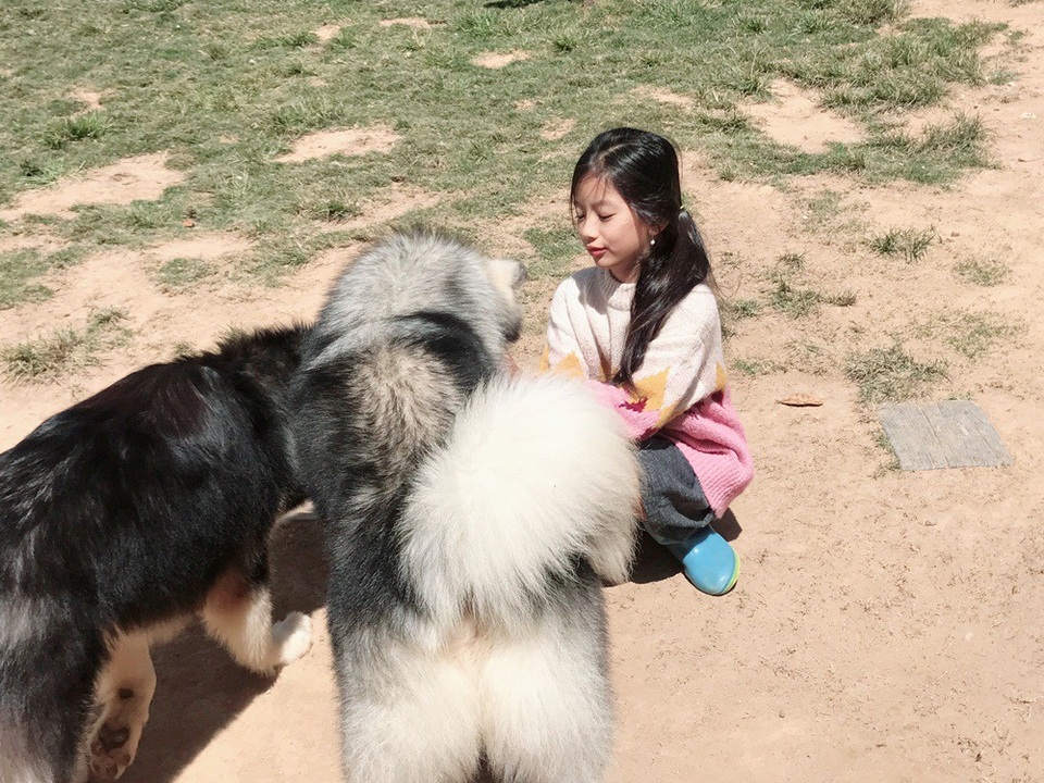 Thăm "trại cún soái ca" tiền tỷ tại Đà Lạt cùng mẹ con Hoa hậu Du lịch Ngọc Diễm - 10
Thậm chí, Chiko còn mong muốn được tự mình chuẩn bị thức ăn cho những chú cún.