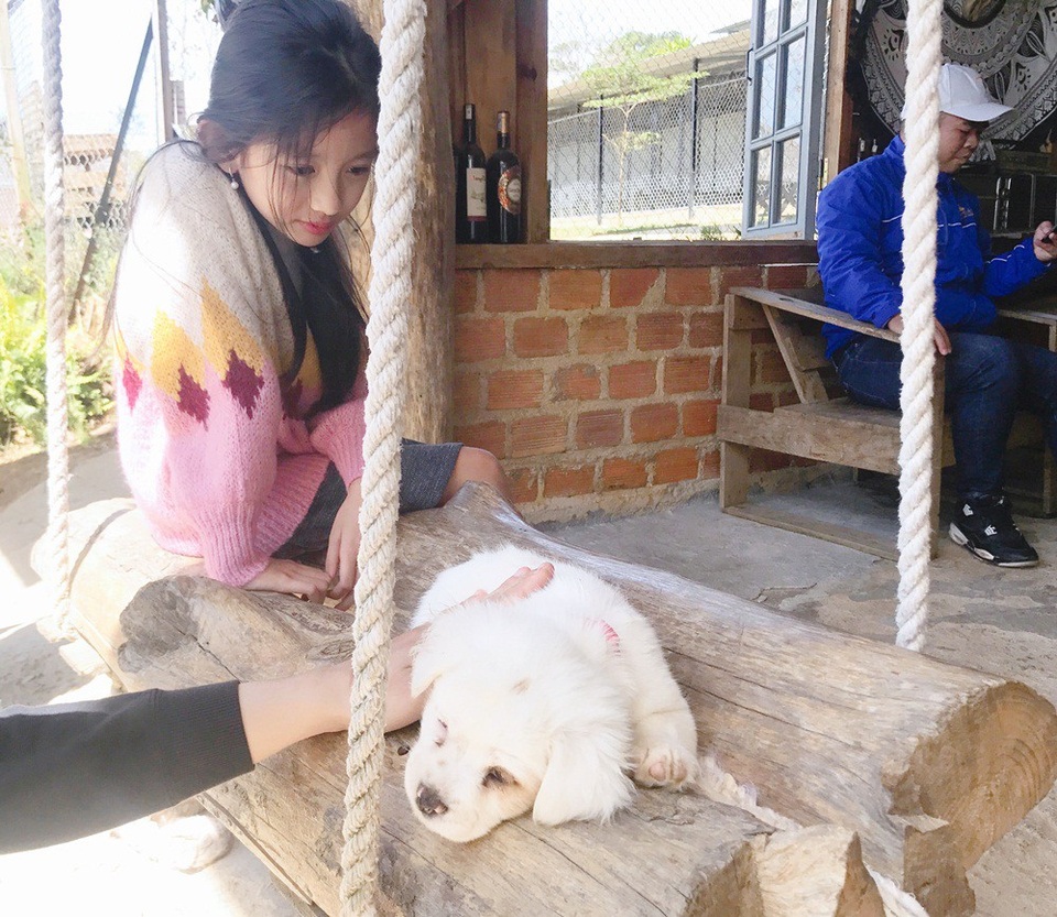 Thăm "trại cún soái ca" tiền tỷ tại Đà Lạt cùng mẹ con Hoa hậu Du lịch Ngọc Diễm - 6 Khu vườn hiện đang nuôi 40 chú chó lớn nhỏ như Alaska, Corgi, Akita, Collie, Gloden, Dob... với đủ tháng tuổi khác nhau.