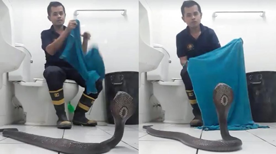 Bí kíp xử lý khi bắt gặp rắn độc trong… nhà tắm? - 1 Bạn phải thật bình tĩnh sử dụng dùng khăn tắm trùm đầu con rắn độc.