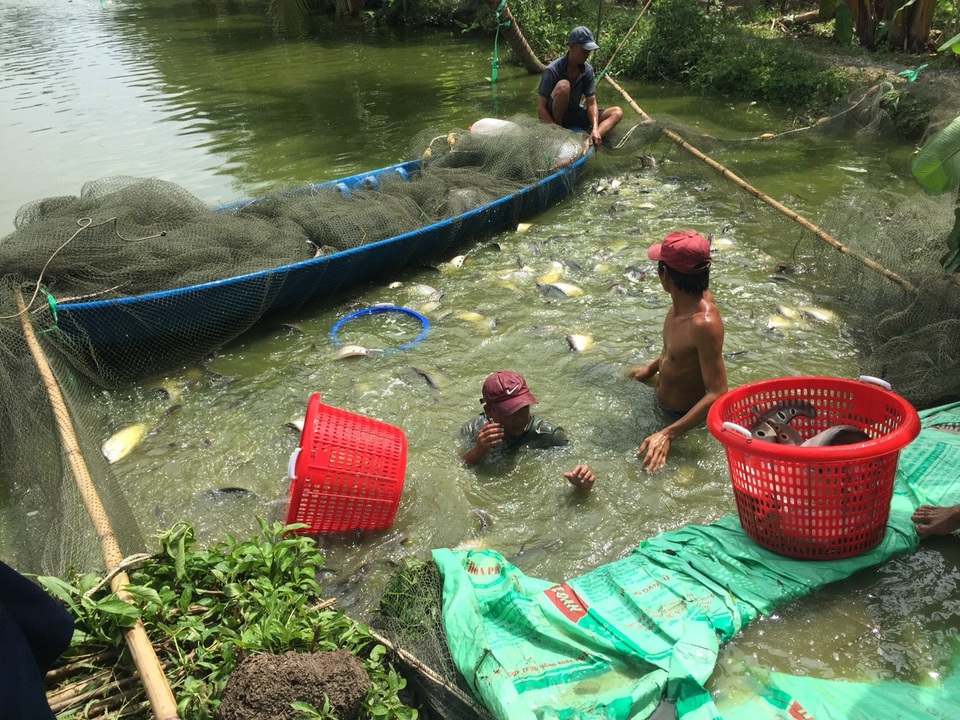 Nuôi loài cá đẹp mã trong ao, sau 8 tháng mà lời tới 3,5 tỷ đồng - 2
Thu hoạch cá thát lát thương phẩm tại ao của gia đình anh Lâm Em.