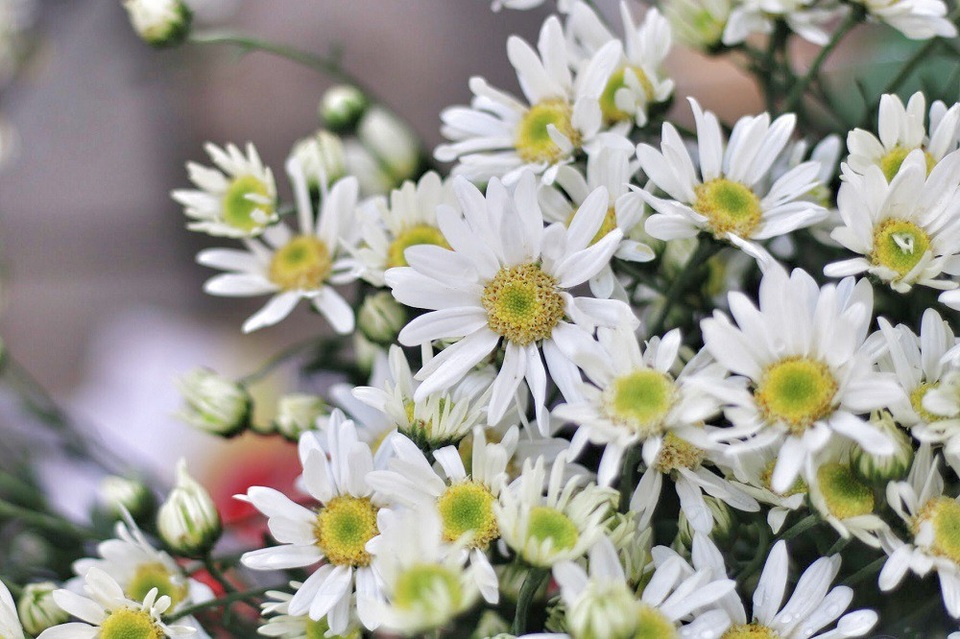 Cúc họa mi thu hút người ta bởi sắc trắng tinh khôi, giản dị mà ít loài hoa nào có được.