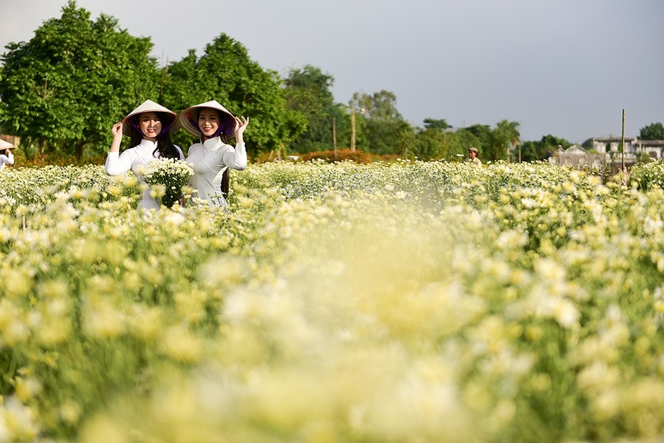 Nữ sinh Hà Nội khoe sắc bên cúc hoạ mi - 9 Nữ sinh Hà Nội khoe sắc bên cúc hoạ mi - 9