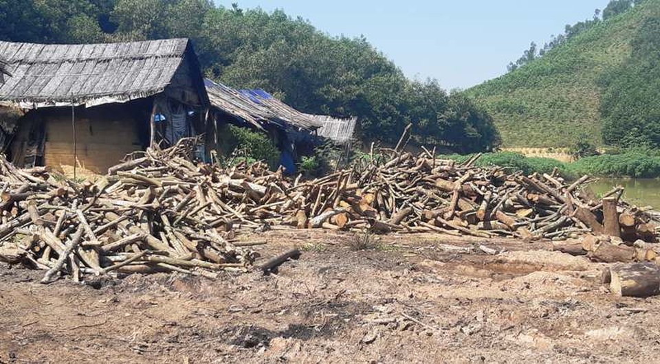 Nhiều lò than “thổ phỉ” không phép ngang nhiên hoạt động tại Nghệ An! - 2 Rất nhiều loại gỗ rừng được mua về tập kết để đốt than.