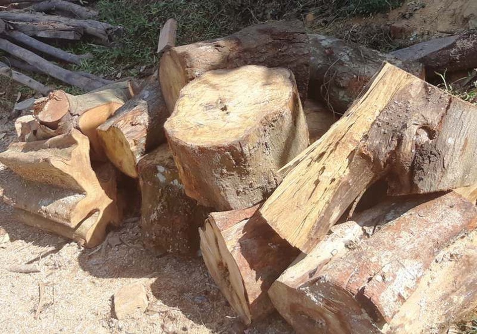 Nhiều lò than “thổ phỉ” không phép ngang nhiên hoạt động tại Nghệ An! - 3 Nhiều loại gỗ có đường kính rất to.