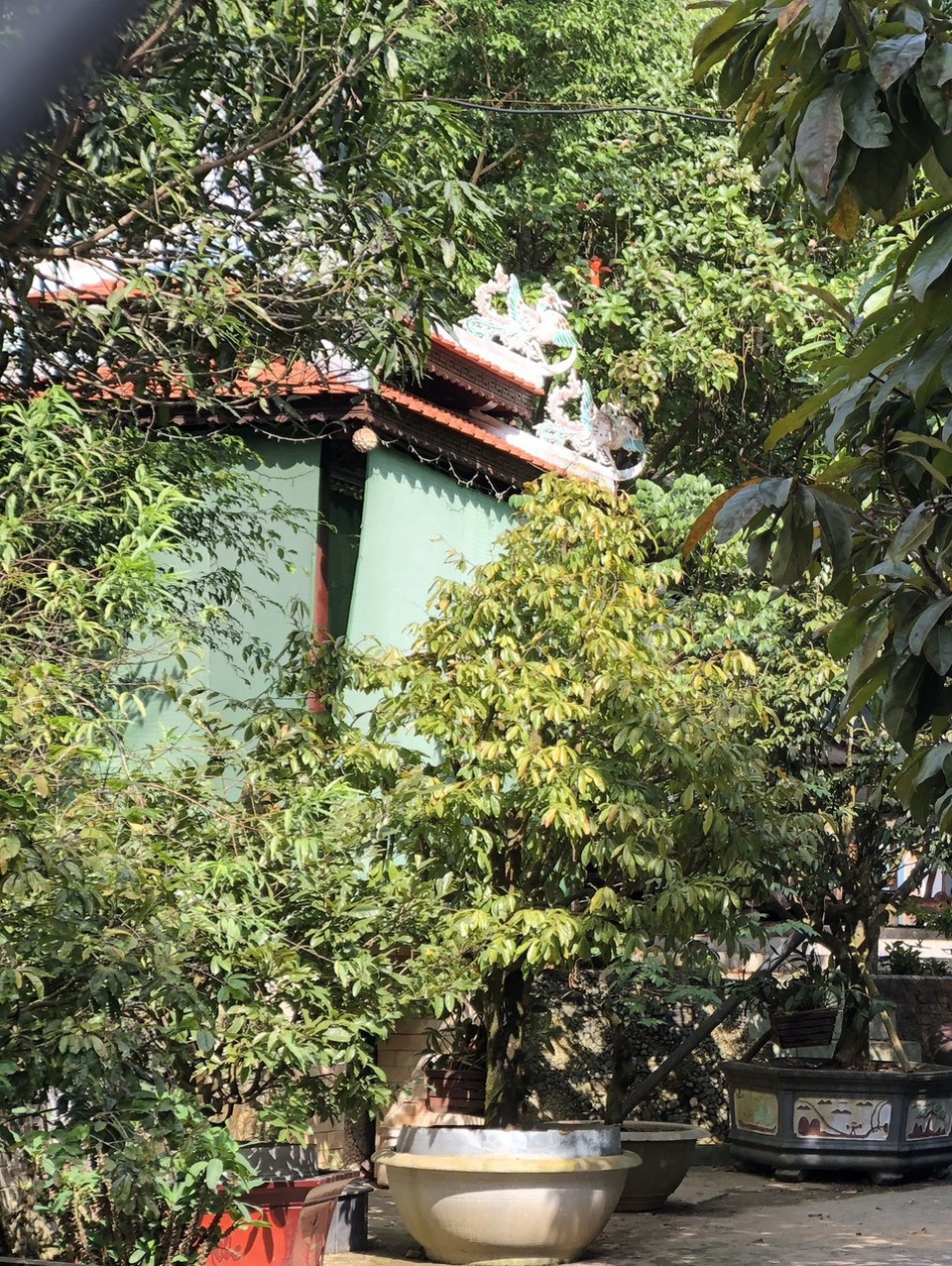 Cận cảnh những thân gỗ "khủng" trước biệt phủ trái phép của đại gia vàng - 7 Cận cảnh những thân gỗ "khủng" trước biệt phủ trái phép của đại gia vàng - 7