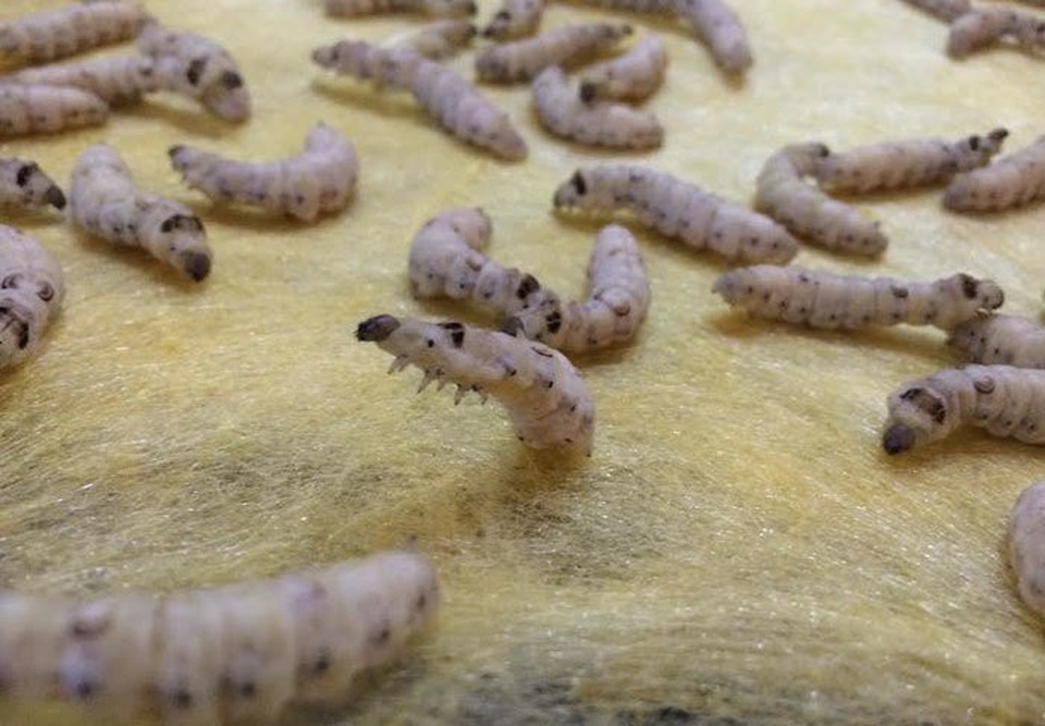 
Sau khi những con tằm tự rút ruột nhả hết tơ thì tấm chăn cũng hoàn thành
