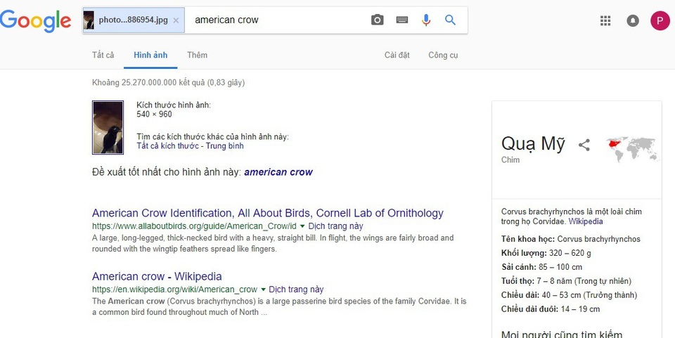 Ngay cả Google cũng nhầm lẫn về hình ảnh “con quạ đen”