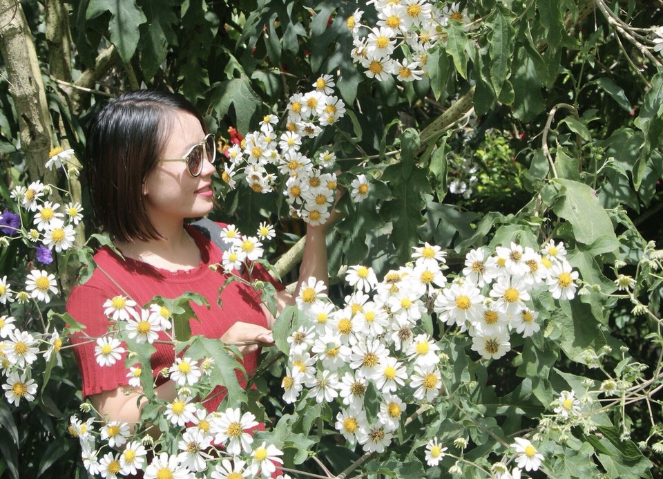 Mê mẩn với loài hoa dã quỳ trắng tinh khôi độc đáo tại Đà Lạt - 4 Mê mẩn với loài hoa dã quỳ trắng tinh khôi độc đáo tại Đà Lạt - 4
