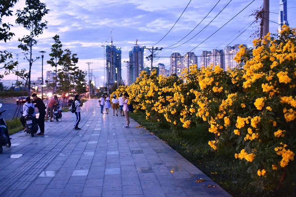 “Sửng sốt” với hàng hoa chuông vàng ở Thủ Thiêm - 1
Nhiều người bị thu hút bởi màu vàng rực của hàng cây chuông vàng