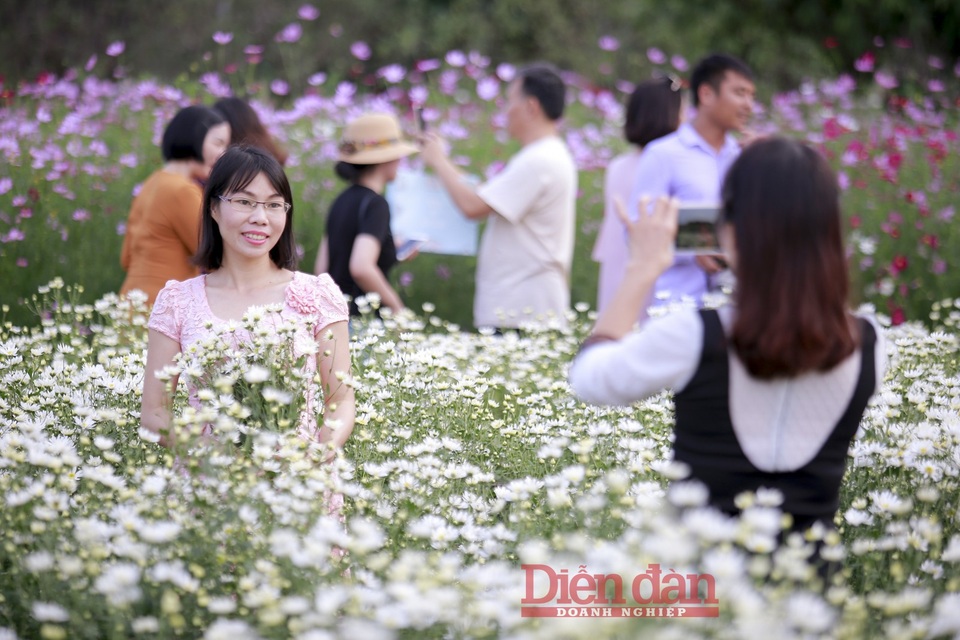 Nhà vườn thu cả chục triệu đồng mỗi ngày nhờ cúc hoạ mi vào vụ - 9
Ngoài máy ảnh chuyên nghiệp, những chiếc điện thoại thông minh cũng được tận dụng lưu giữ những bức hình.