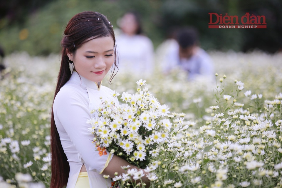 Nhà vườn thu cả chục triệu đồng mỗi ngày nhờ cúc hoạ mi vào vụ - 4
Những bó hoa được mua tại vườn có giá dao động từ 50.000 đến 70.000đ/bó (tùy vào độ đẹp của hoa).