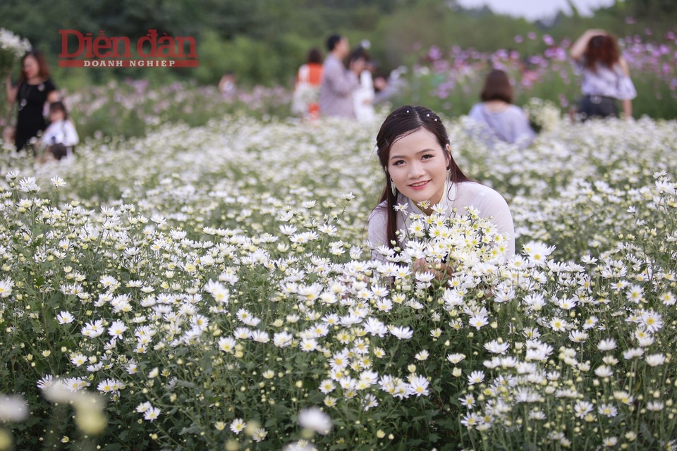 Nhà vườn thu cả chục triệu đồng mỗi ngày nhờ cúc hoạ mi vào vụ - 5
Là loài hoa sớm nở chóng tàn, thời gian này là thời điểm đẹp nhất để lưu giữ những bộ ảnh đẹp.