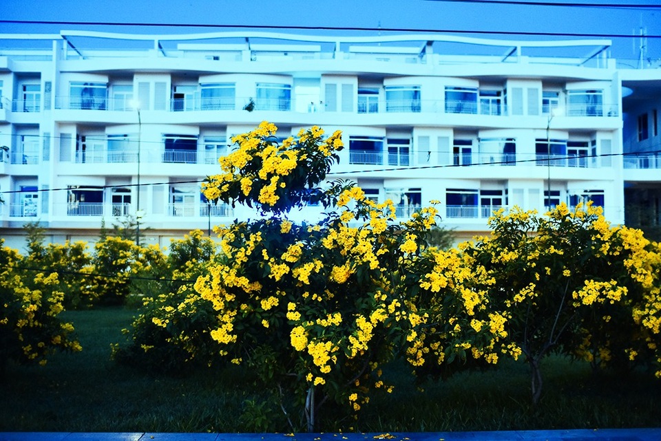“Sửng sốt” với hàng hoa chuông vàng ở Thủ Thiêm - 9
Cây chuông vàng (còn gọi là cây sò đo bông vàng) là loài cây thân gỗ nhỏ, có tốc độ sinh trưởng nhanh, hoa hình chuông màu vàng.