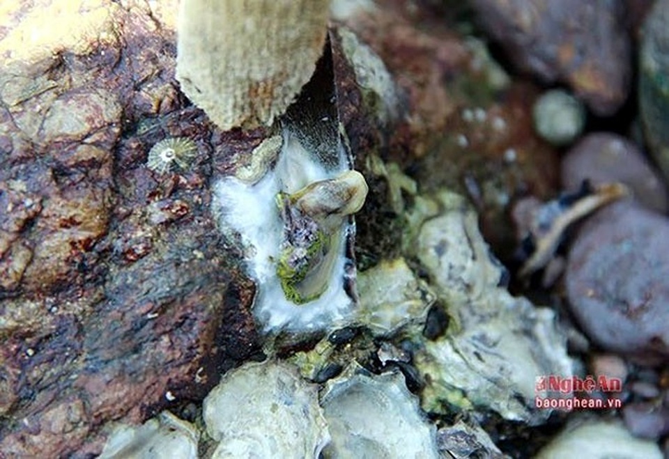 Nghề săn đặc sản kiếm tiền mưu sinh - 10
Những con hàu màu nâu đất, vỏ sắc như dao bám trên đá hay dưới thuyền, bè, chân cầu, ăn phù du nhưng có thịt trắng như sữa và mềm. (Ảnh: Báo Nghệ An)